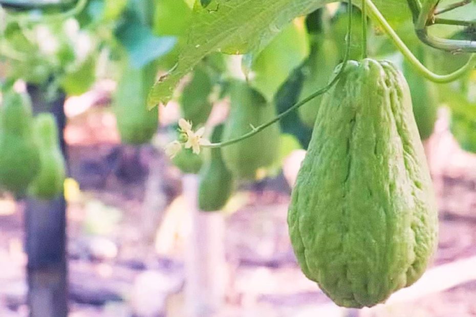 Close-up of a fresh green chayote squash hanging from a vine in a garden with out-of-focus background.