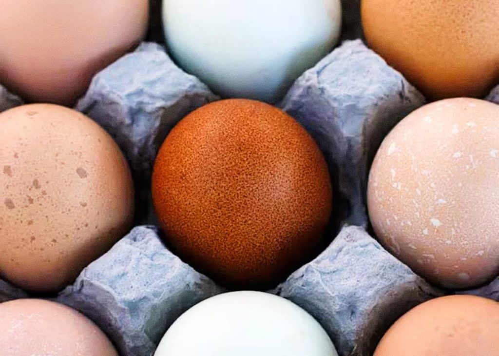 Comparing the nutritional value of brown vs white eggs in a basket